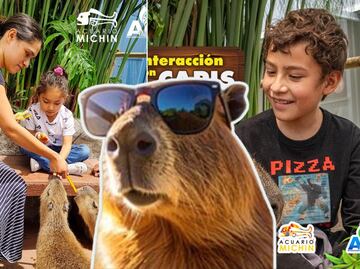 ¡Imperdible en Puebla! En Acuario Michin vive la experiencia de abrazar capibaras