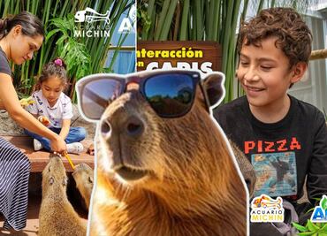 ¡Imperdible en Puebla! En Acuario Michin vive la experiencia de abrazar capibaras