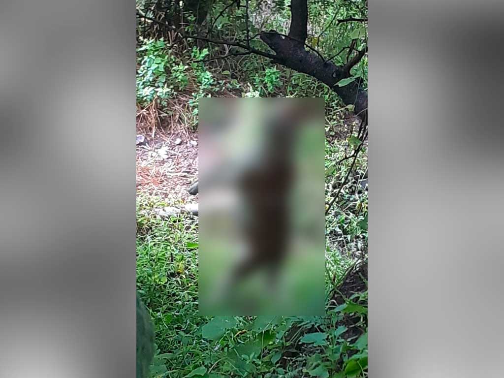 Cuelgan a perrita de un árbol en Atlixco