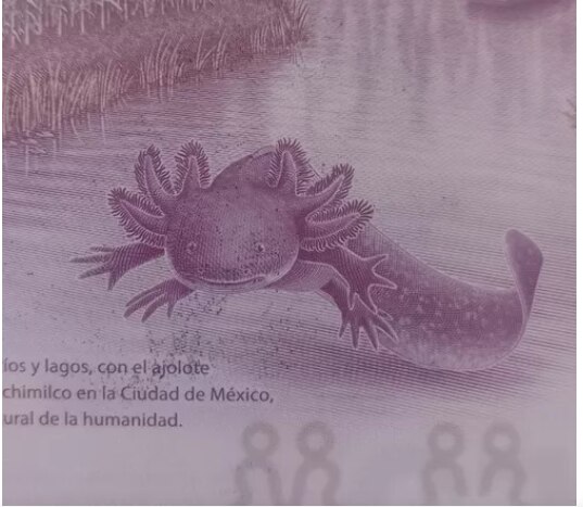 Foto: Captura de pantalla Mercado Libre
