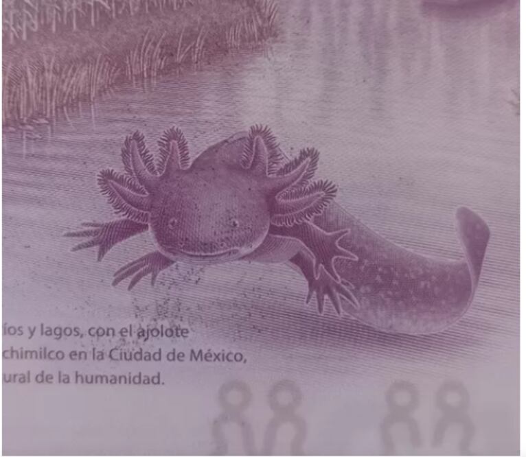 Si eres fan del billete de ajolote de 50 pesos, ya puedes visitar al personaje que lo inspiró | Foto: Captura de pantalla Mercado Libre