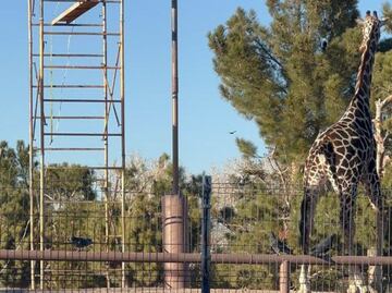 Benito estará en cuarentena, le encontraron parásitos