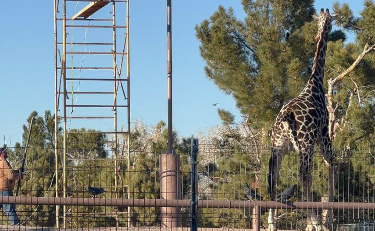 Benito estará en cuarentena, le encontraron parásitos