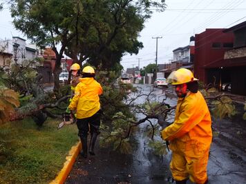 Reportan caída de árboles por intensa lluvia en la capital
