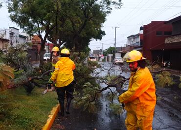 Reportan caída de árboles por intensa lluvia en la capital