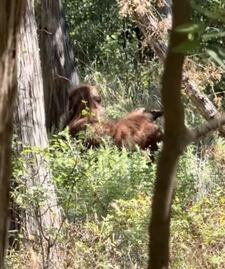 Tiktoker capta en VIDEO a supuesto Pie Grande y se viraliza