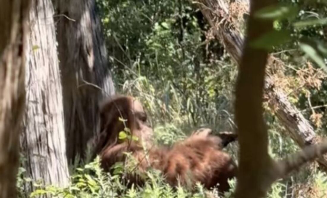 El video provocó una rápida oleada de reacciones entre los internautas, desatando un intenso debate. Por un lado, hay quienes expresan su escepticismo respecto a la autenticidad del material, argumentando que podría ser un fraude o un truco bien elaborado.
Foto: Producción El Universal Puebla