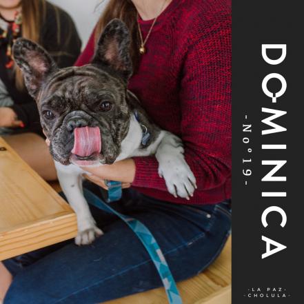 Restaurantes petfriendly en Puebla. Conócelos