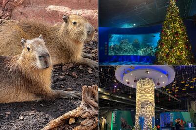 Acuario Michin en Puebla: precios para esta temporada navideña