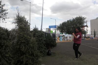 RECICLAN ÁRBOLES DE NAVIDAD