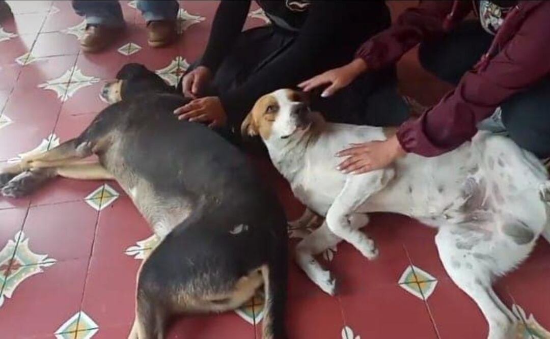 Circulan fotos de perritos sedados afuera del Ayuntamiento de Tehuacán, ciudadanos denunciaron que fueron drogados ante la visita del gobernador | Foto: Facebook En Cortho Tehuacán