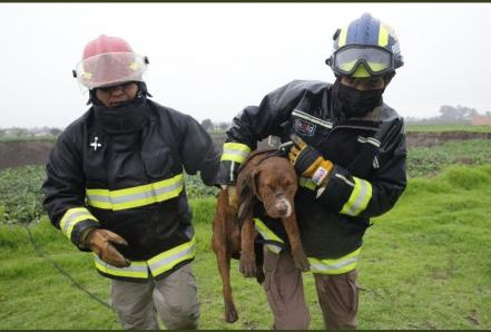 Los mejores momentos del rescate de Spay y Spike