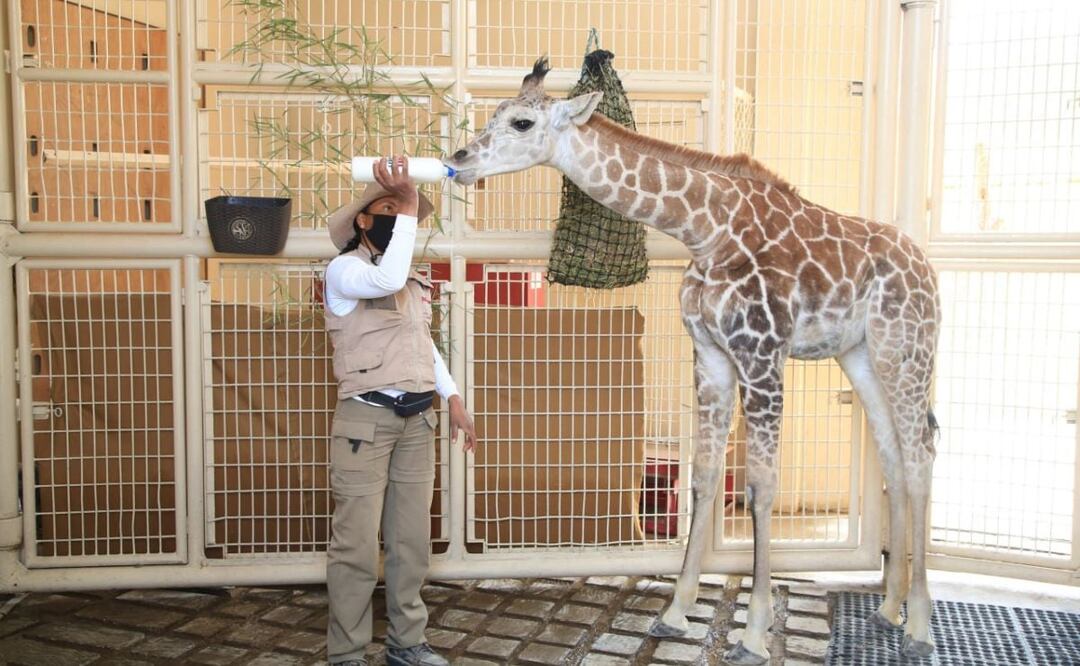 Prepara tu currículum vitae, Africam Safari tiene ofertas de trabajo para todos los amantes de la naturaleza | Foto: Agencia Es Imagen para El Universal Puebla