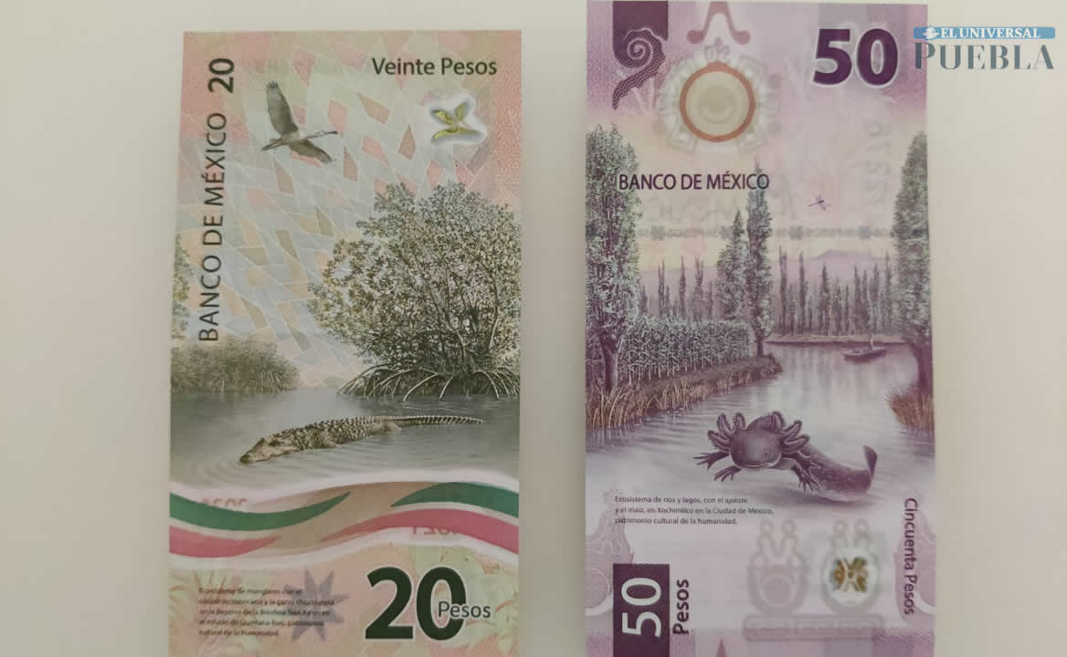 Bicentenario vs ajolote. Cuál billete es el más difícil de conseguir