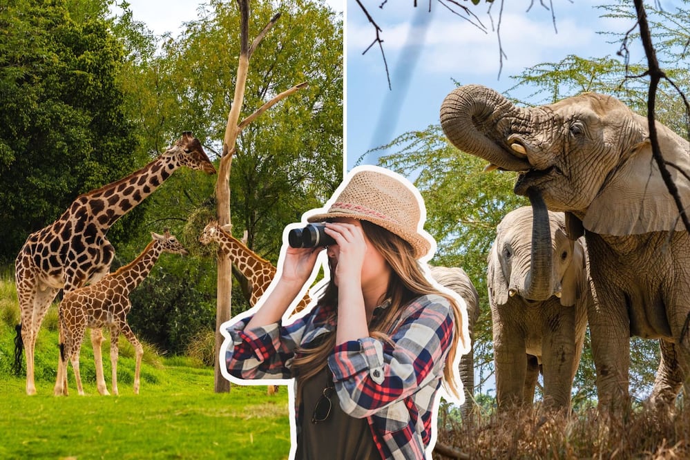 Experimenta una verdadera experiencia africana en Puebla | Foto: Africam Safari / Freepik