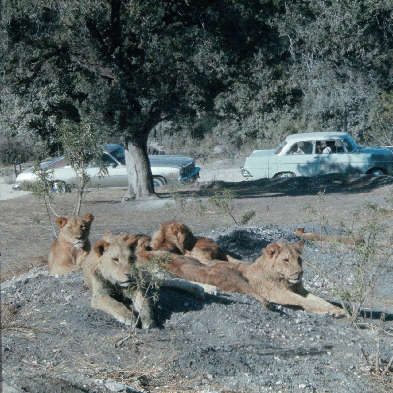 En Africam Safari Puebla viven 3 mil 500 animales de especies diferentes de todo el mundo | Foto: Africam Safari