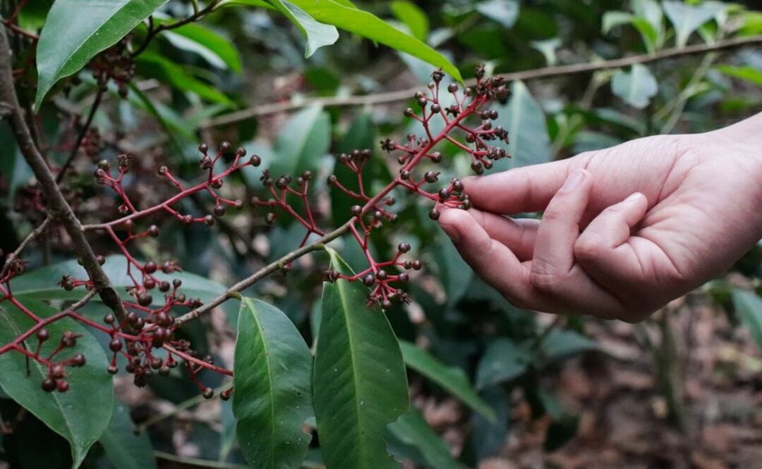 La Sierra Norte de Puebla es una zona del estado que destaca por el cultivo del mejor café de la entidad. | Foto: Agencia Es Imagen para El Universal Puebla