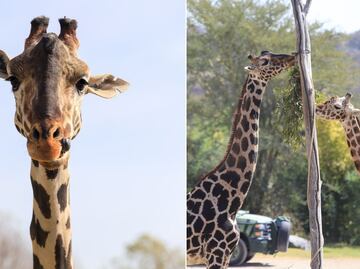¿La jirafa Benito ya tiene novia en Africam Safari?