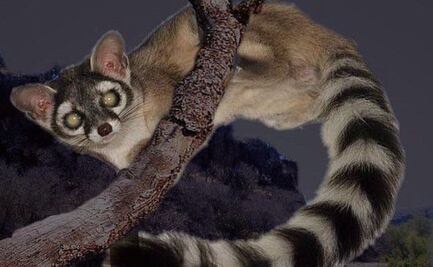 Cacomixtle, el inofensivo mamífero que vive de noche en Puebla 