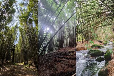 Cómo llegar desde CDMX al bosque de bambú cubierto de neblina