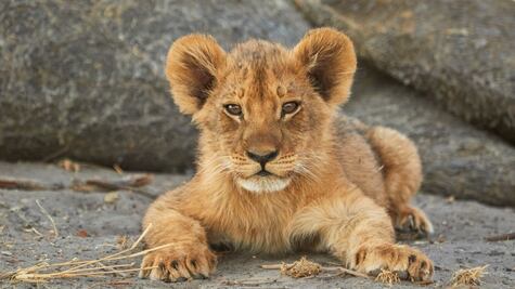 Busca BUAP soluciones para comercio de animales exóticos en internet