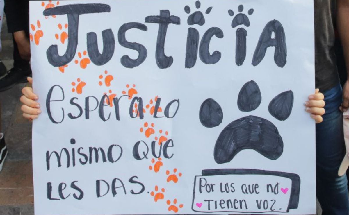 Con marcha piden justicia para Huellitas de Puebla y Scooby del Estado de México