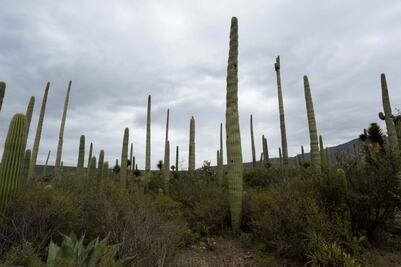 Estas plantas con propiedades medicinales son endémicas de Puebla, conócelas