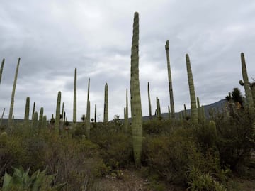 Estas plantas con propiedades medicinales son endémicas de Puebla, conócelas