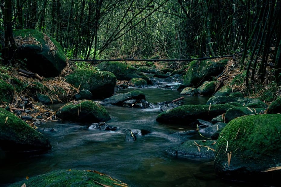 Foto: Google Maps / FB EL BAMBUSAL