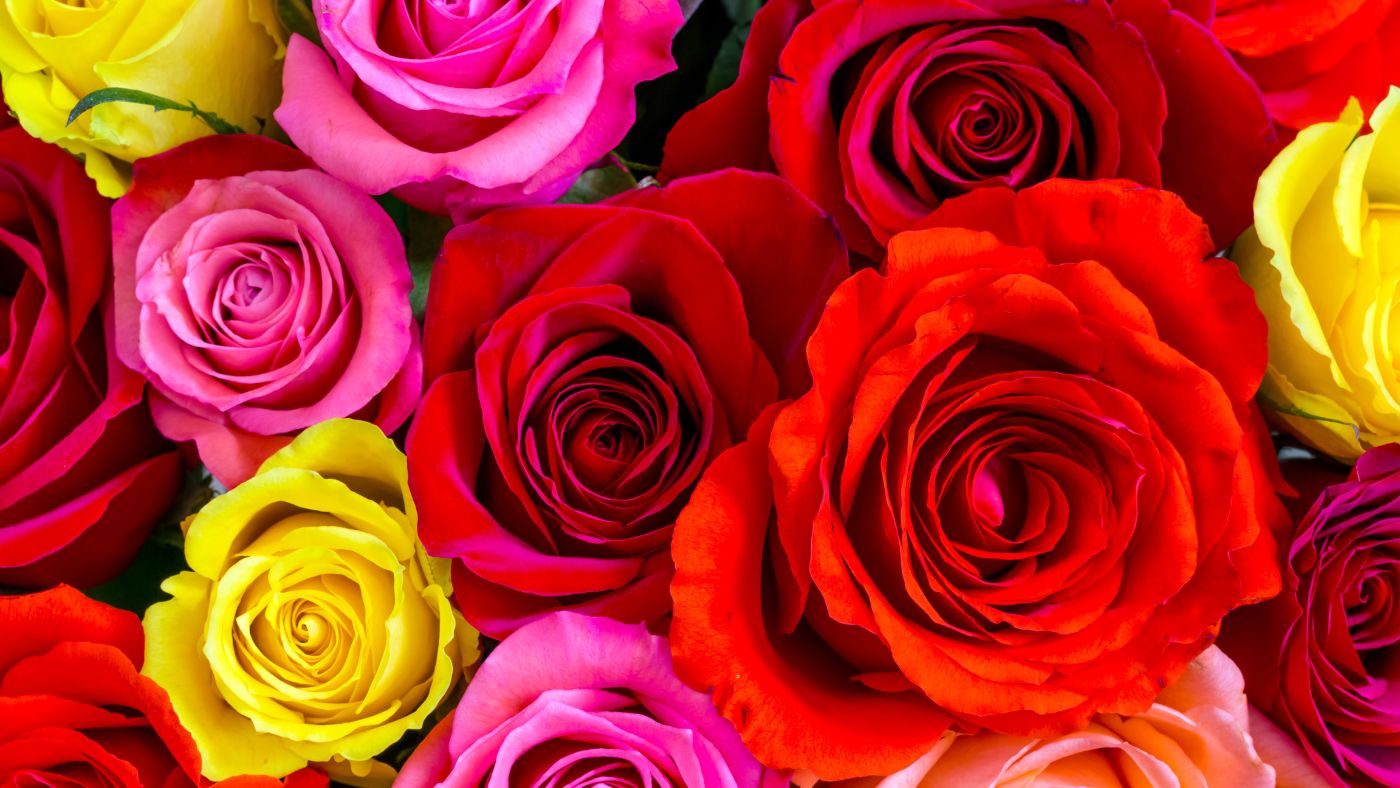 Rosas y tulipanes... Este es el significado de cada flor en San Valentín