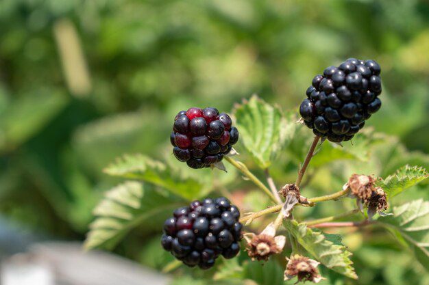 La Morera Negra: Una planta medicinal para el bienestar general. Fuente: Freepik.