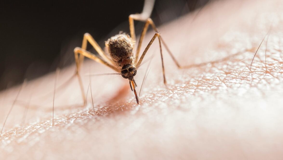 Son cuatro los municipios que concentran la mayor cantidad de casos de dengue en Puebla | ES IMAGEN