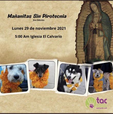 Mañanitas a la Virgen sin pirotecnia, en Tehuacán piden cuidar a los lomitos