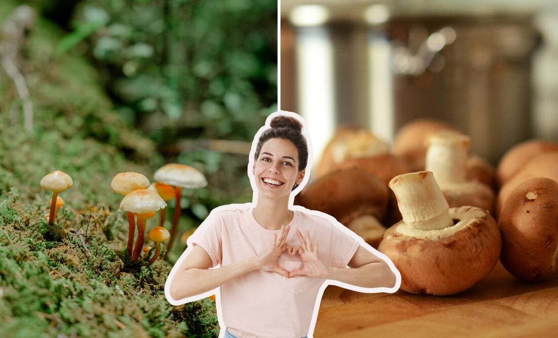 La Feria del hongo 2025 es una de las festividades más esperadas del verano | Foto: Pexels / Freepik