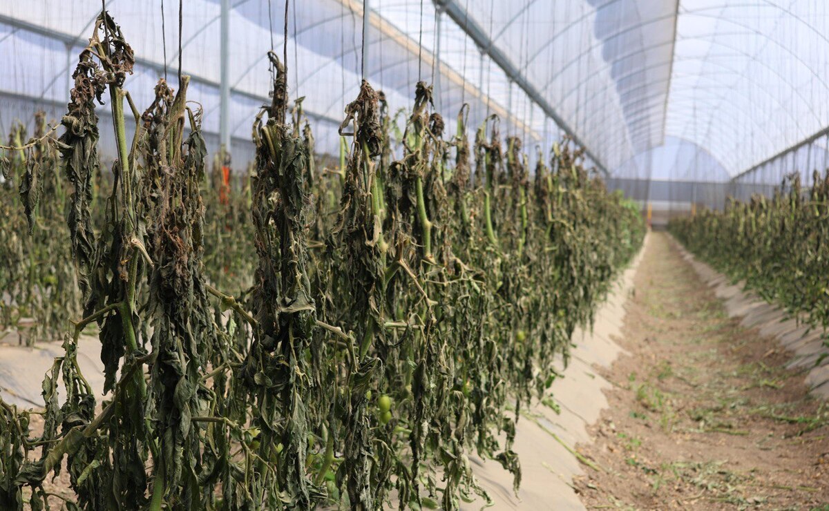 El cambio climático afecta cultivos en Puebla | Foto: Gobierno del Estado