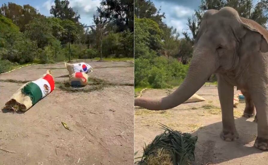 VIDEO México vs Corea: Elefante de Africam Safari predice quién ganará