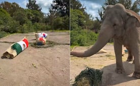 VIDEO México vs Corea: Elefante de Africam Safari predice quién ganará
