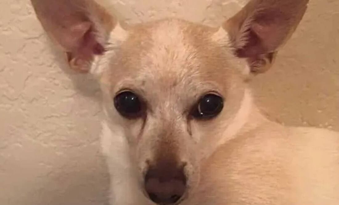 "Tobykeith": el perro más viejo del mundo es un chihuahua y vive en Florida
