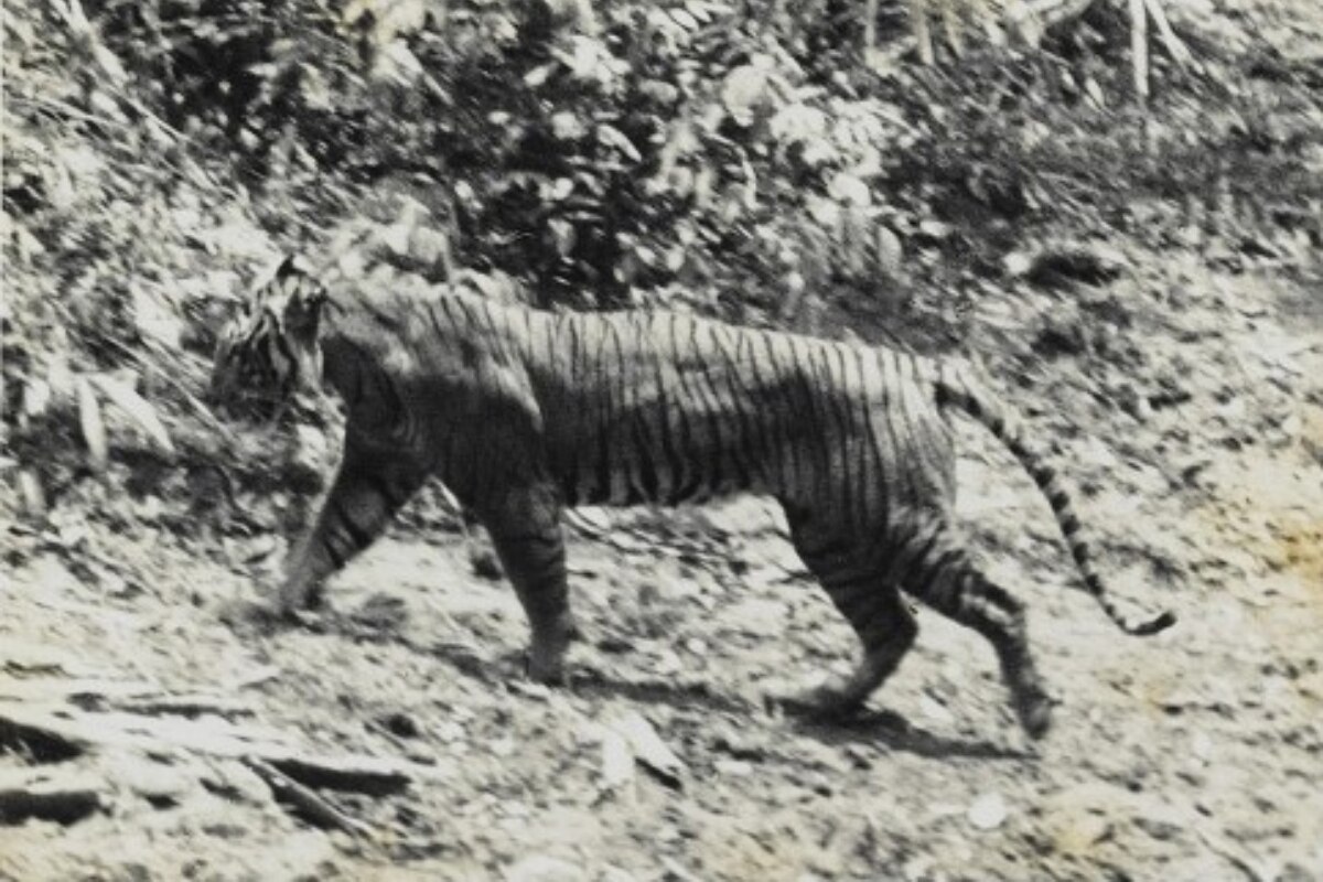 Este es el Tigre que se creía extinto, pero un mechón de pelo indica que está vivo