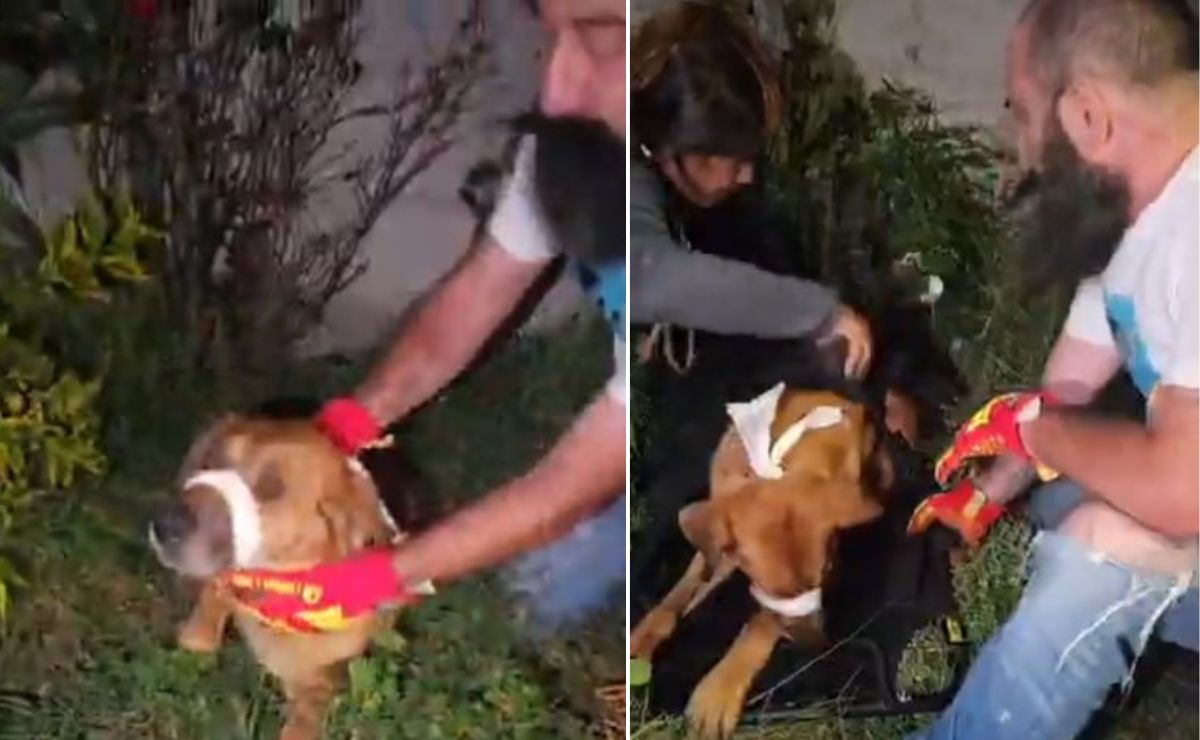 Maltrato animal en Puebla: Balean a perritos en Los Héroes y los dejan malheridos