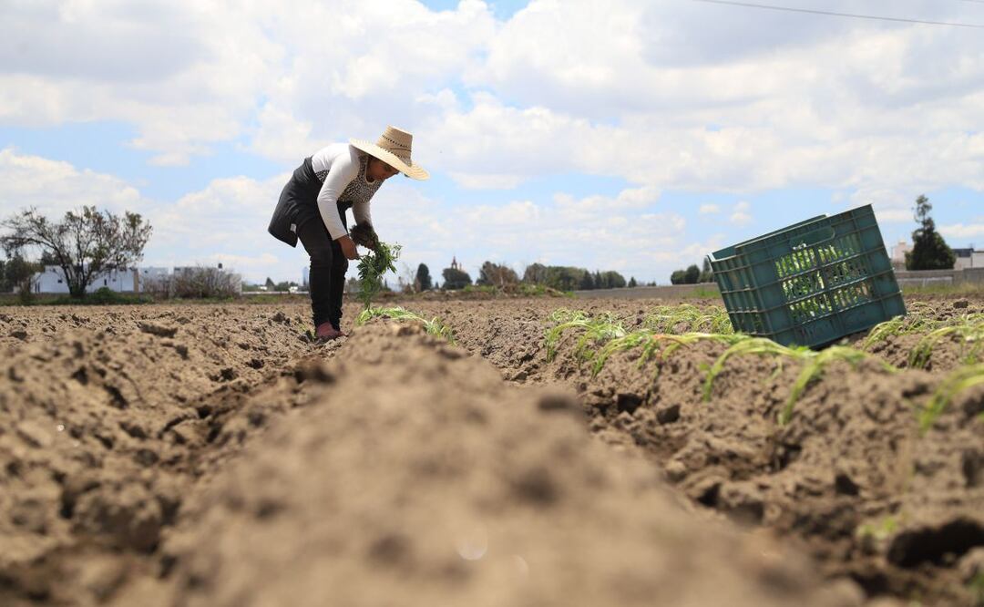 Mediante el programa de Atención a Siniestros se indemnizará a los trabajadores del campo afectados por granizada en Puebla