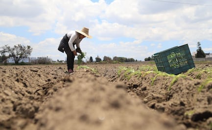 Evalúan daños por granizada en Puebla; autoridades indemnizarán a campesinos