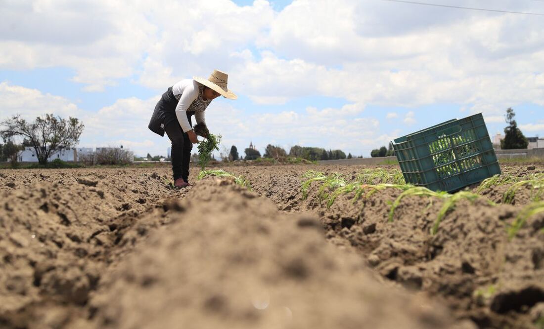 Mediante el programa de Atención a Siniestros se indemnizará a los trabajadores del campo afectados por granizada en Puebla