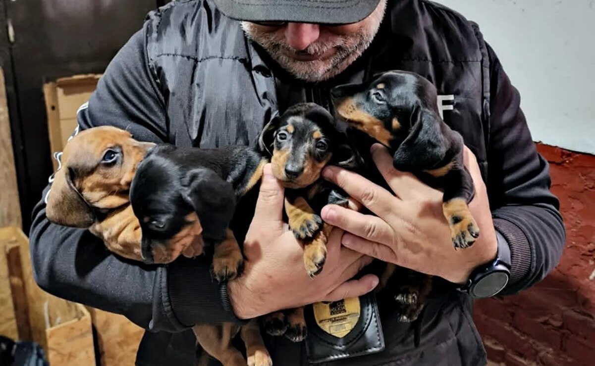 Rescatan a medio centenar de perritos "salchicha" en situación de maltrato