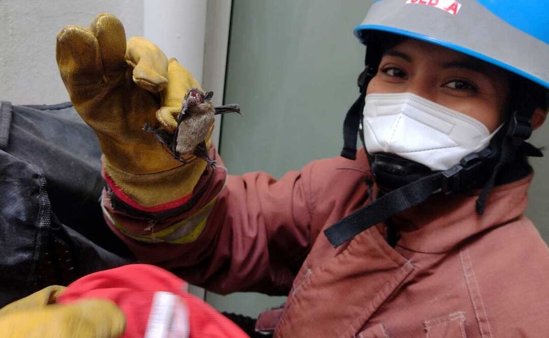 Paramédicos rescataron a tres murciélagos que buscaron refugio en una unidad habitacional | Foto: Twitter Trunbuno
