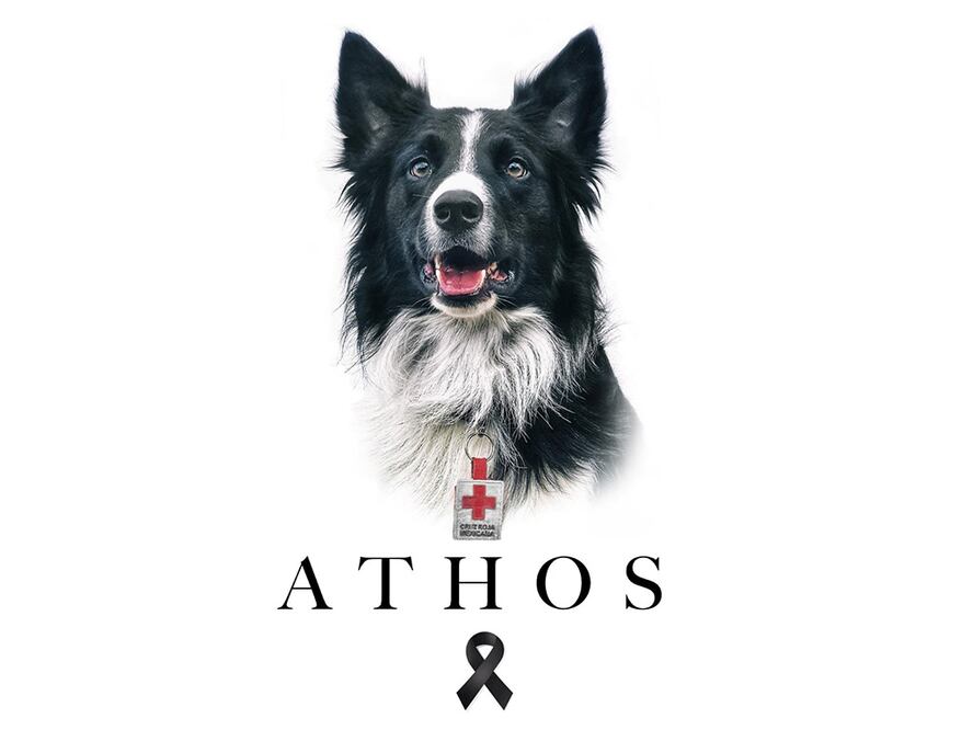 Justicia para Athos, asesinan a héroe canino