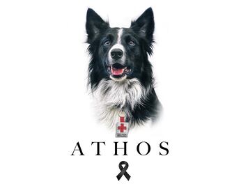 Justicia para Athos, asesinan a héroe canino