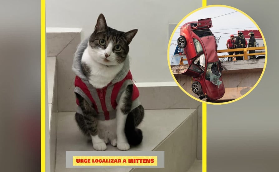 Buscan a “Mittens”, la gatita escapó del auto que quedó colgado en el Periférico