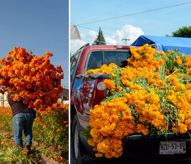 ¿Cuánto cuesta el cempasúchil en Puebla este 2025?