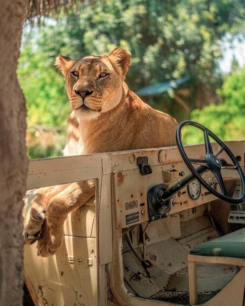 Foto: FB Africam Safari